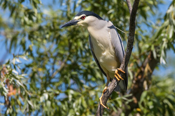 Nachtreiher (Nycticorax nycticorax)