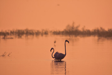 Perfect Colors of Morning With Pink Flamingo. Lake Landscape. Wild Water Birds In Wildlife. Wildlife Photography 