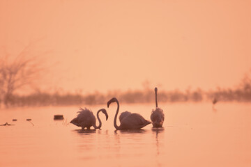 Sweet Morning With Greater Flamingo Birds In Early Morning Time. Wild Water Birds. Wildlife Photography  
