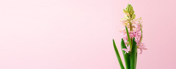 Pink hyacinth on a pink background. Banner.