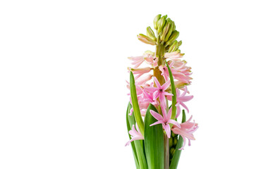 Pink hyacinth flower on a white isolated background.