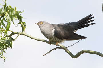 Kuckuck (Cuculus canorus)