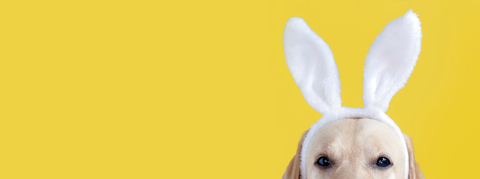 Dog easter bunny on a yellow background, banner.