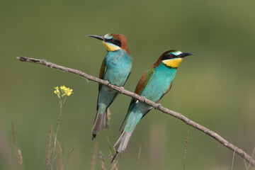 Bienenfresser (Merops apiaster)