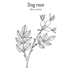 Dog rose Rosa canina , medicinal plant