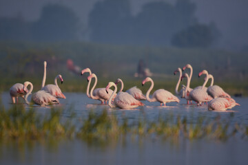 Pink Greater Flamingo Birds. Wild Water Birds . Bird Sanctuary Maharashtra. Wildlife photography  