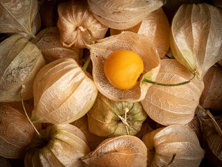 Physalis peruviana. Cape Gooseberry  in the detail