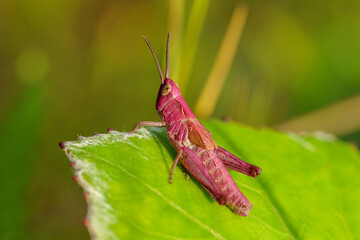 Close up of a pink grasshopper on a green leaf