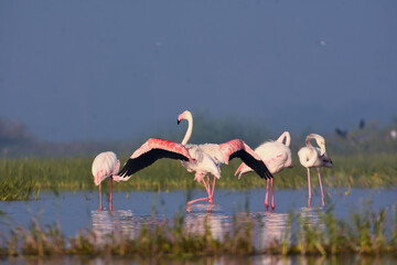 Greater Pink Flamingo Birds With Open Beautiful Wings. Wild Birds. Wildlife Photography