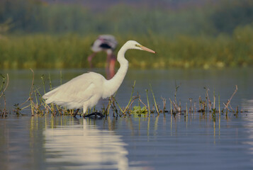 White Egret Bird. Wild Water Birds. Wild Birds Photography. Wildlife Photography