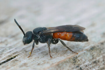 Closeup on a colorful red cuckoo blood bee, Sphecodes, sitting on a piece of wood