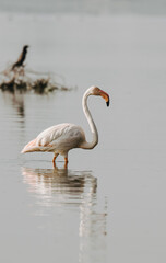 Flamingo Bird In Water. Wildbird photography. Wildlife photography