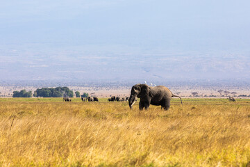 Fototapeta premium KENYA - AUGUST 16, 2018: Elephant in Amboseli National Park