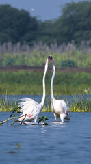 Sweet Couple Of Flamingo Birds. Wild Birds. Wildlife Photography