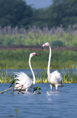 Beautiful Couple Of Flamingo Birds. Wild Birds. Wildlife Photography