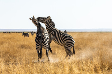 Fototapeta na wymiar KENYA - AUGUST 16, 2018: Zebras are playing during the game drive in Amboseli national park