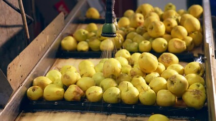 Yellow apples under the flowing water. Ripe fruit being washed for future processing at food factory. Close up.