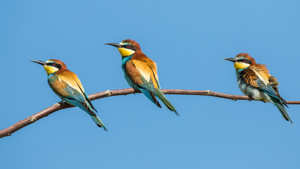 Bienenfresser (Merops apiaster)