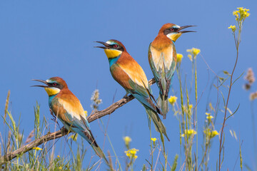 Bienenfresser (Merops apiaster)