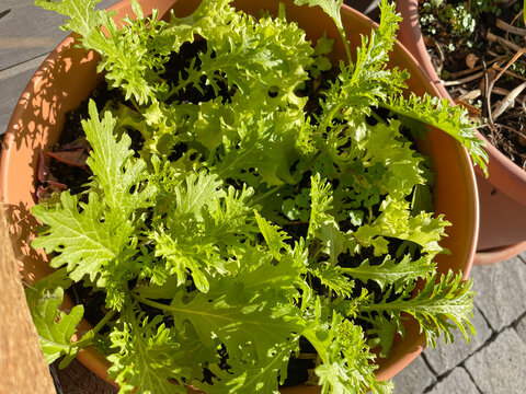 Winter Salad In Pot Cultivation, Perennial Salad In Spring, Young Salad Leafs, Top Down View, Close Up