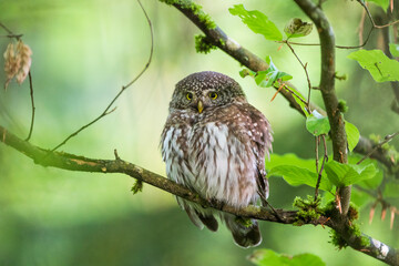 Sperlingskauz (Glaucidium passerinum)
