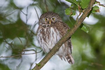 Sperlingskauz (Glaucidium passerinum)