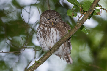 Sperlingskauz (Glaucidium passerinum)