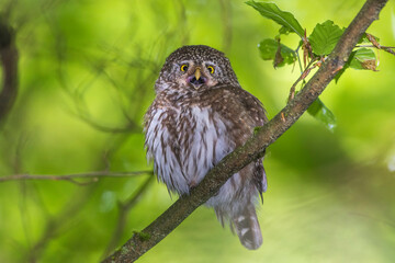 Sperlingskauz (Glaucidium passerinum)