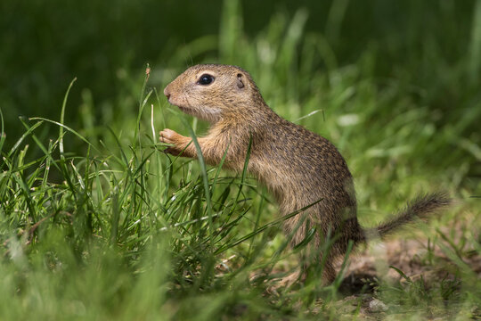 Ziesel (Citellus citellus)