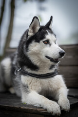 Husky dog in black white sits on a bench in a park. Portrait of a dog.