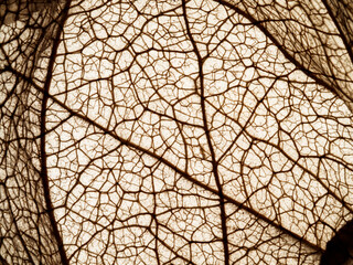 leaf texture close up - macro photo