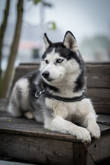 Husky dog in black white sits on a bench in a park. Portrait of a dog.
