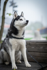 Husky dog in black white sits on a bench in a park. Portrait of a dog.