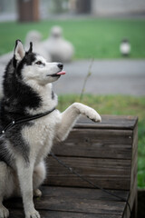 Husky dog in black white sits on a bench in a park.