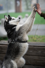 Obraz premium Husky dog in black white sits on a bench in a park. Portrait of a dog.
