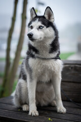 Husky dog in black white sits on a bench in a park. Portrait of a dog.