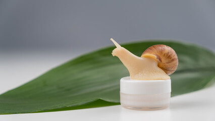 Close-up of a snail on a jar of cream on a white background. The use of shellfish in cosmetology.
