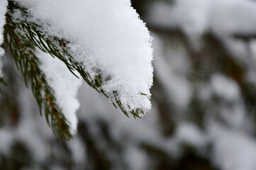 Leaves and twigs macro. Garden and park. Winter season, winter atmosphere. Perfect for wallpaper or background.