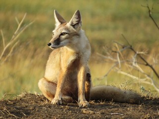 black backed jackal