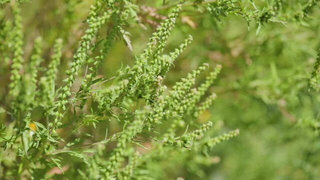 Ragweed flowering. Bushes of ragweed or ambrosia, causing allergic reactions to sensitive population. Ambrosia artemisiifolia flowers (common ragweed, annual ragweed)