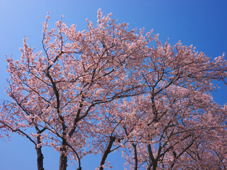 日本の春、青空に映える桜