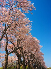 日本の春、青空に映える桜