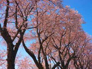 日本の春、青空に映える桜