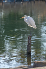 東京都江東区　旧中川の野鳥　ダイサギ　シロサギ