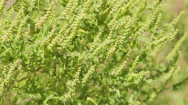 Ragweed flowering. Bushes of ragweed or ambrosia, causing allergic reactions to sensitive population. Ambrosia artemisiifolia flowers (common ragweed, annual ragweed)