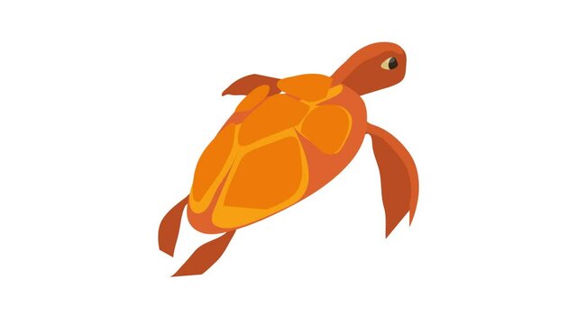 Turtle icon animation best cartoon object on white background