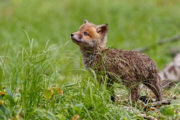 Rotfuchs (Vulpes vulpes) Junger am Bau
