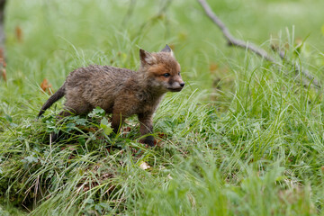 Rotfuchs (Vulpes vulpes) Junger am Bau