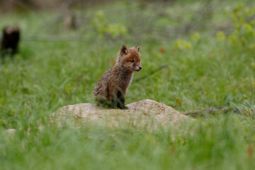 Rotfuchs (Vulpes vulpes) Junger am Bau