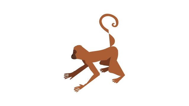 Playful monkey icon animation best cartoon object on white background